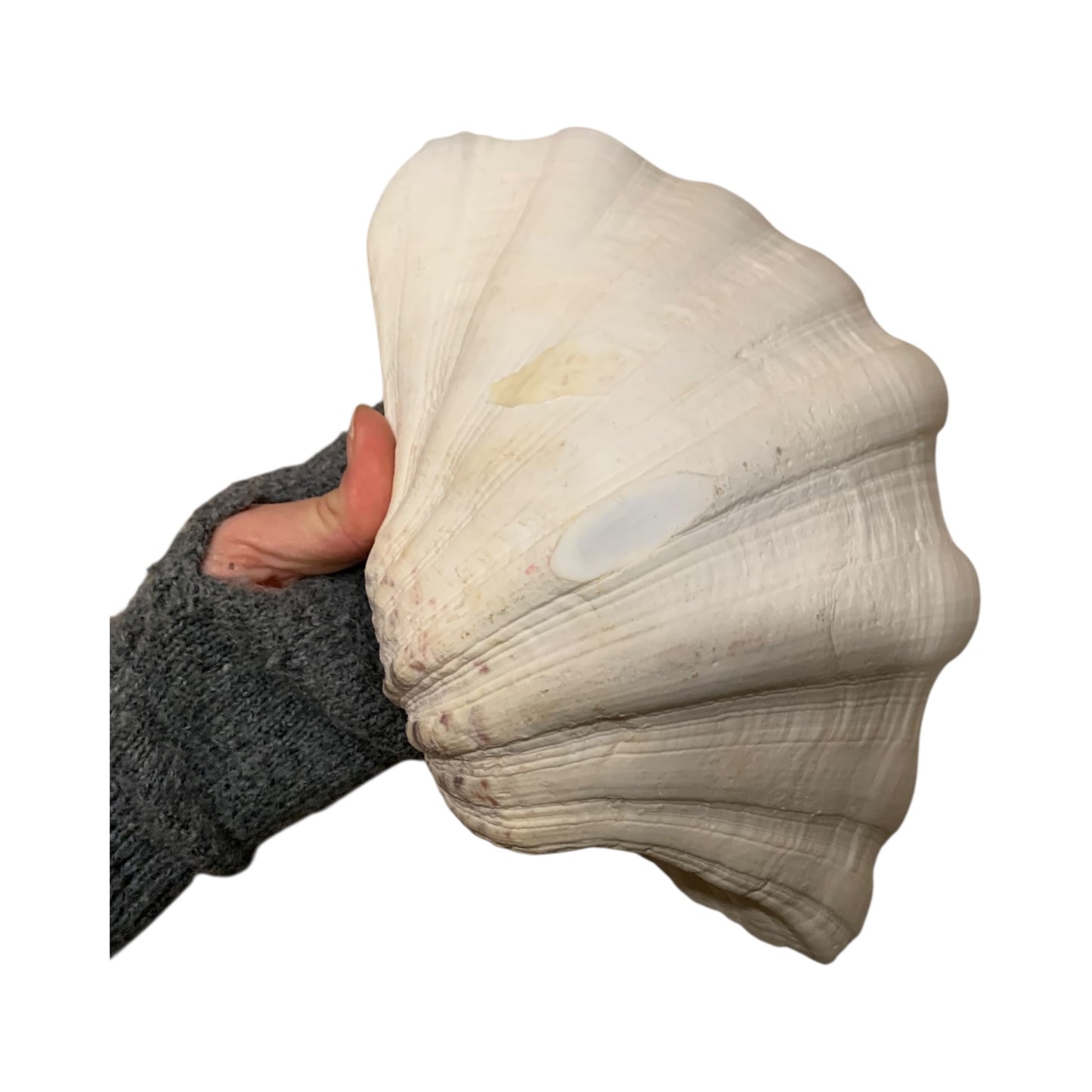 Conchiglia Abalone Svuota Tasche