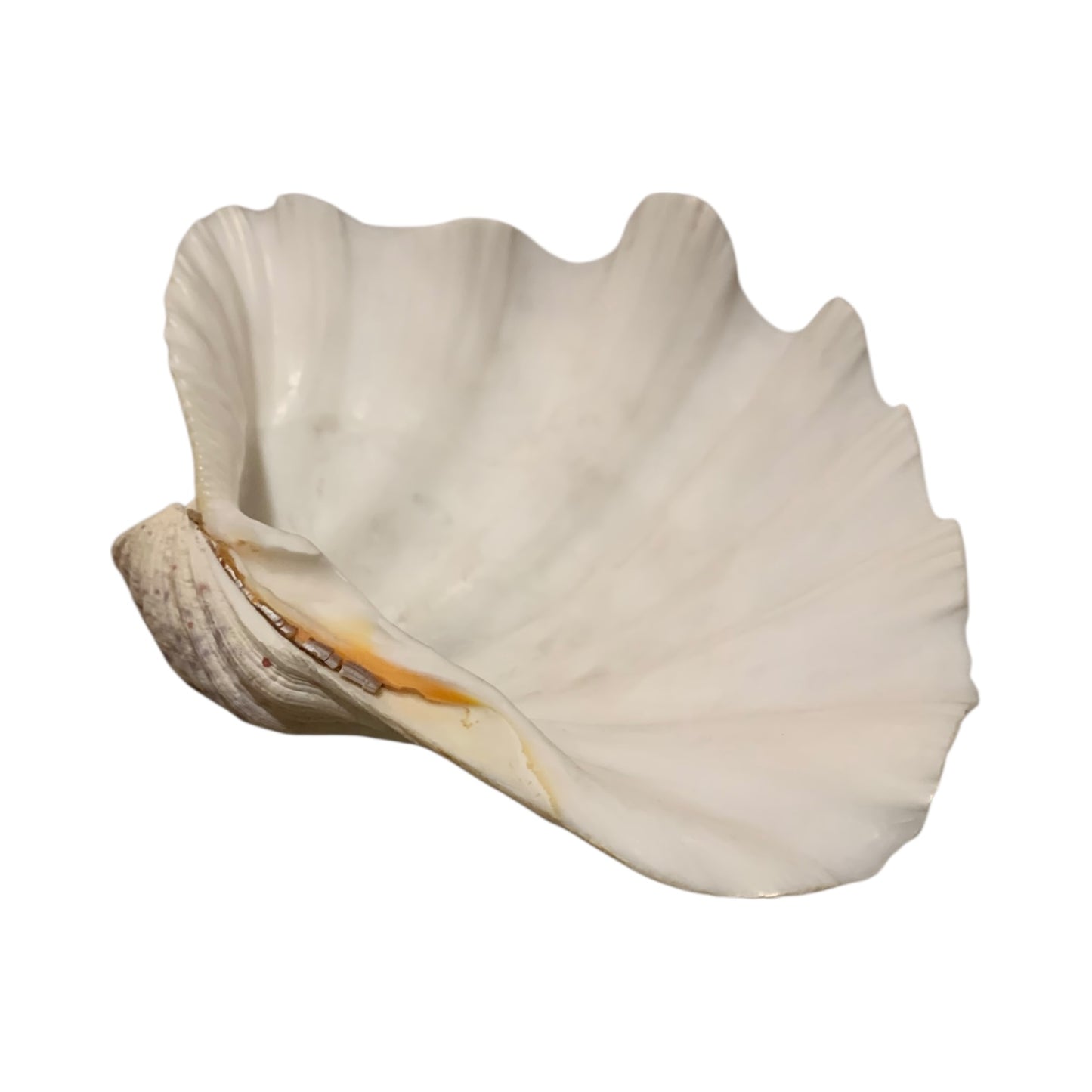 Conchiglia Abalone Svuota Tasche