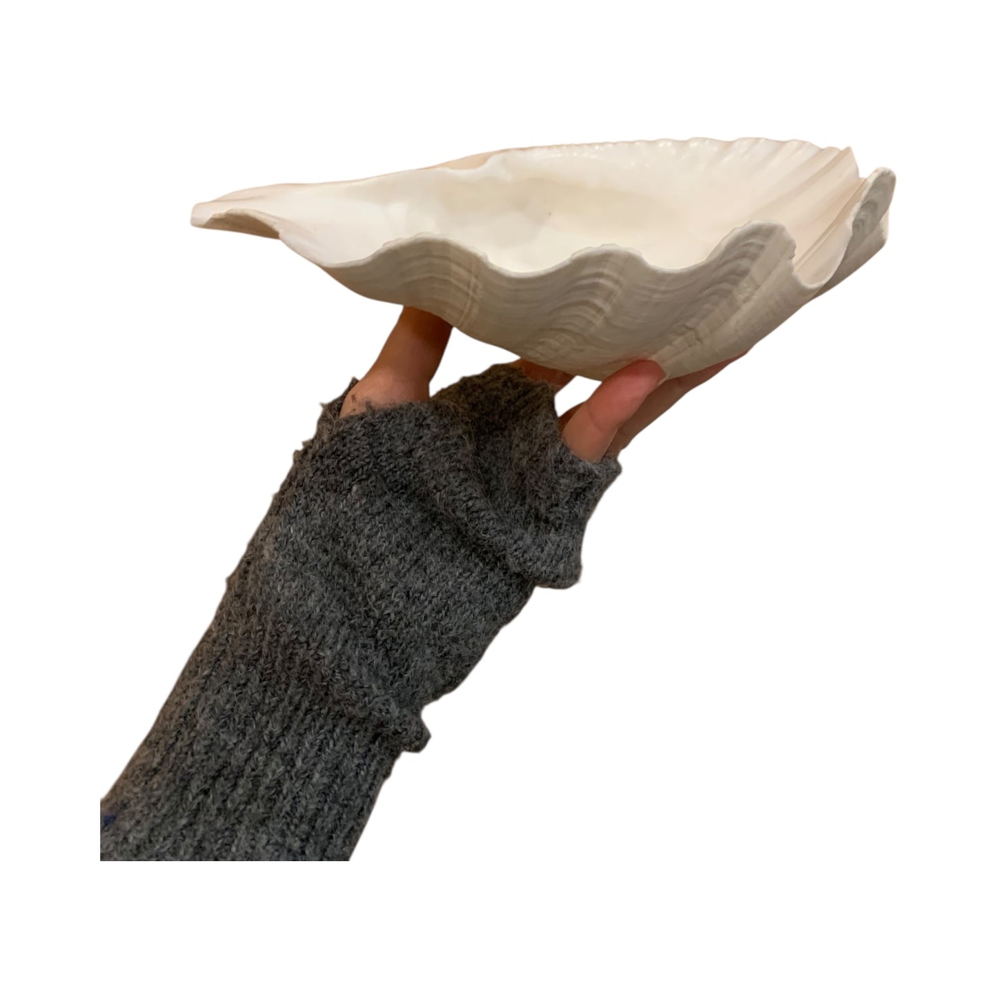 Conchiglia Abalone Svuota Tasche