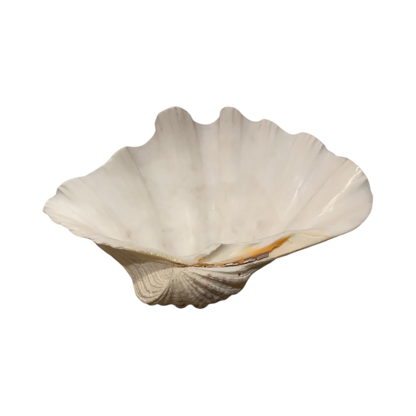 Conchiglia Abalone Svuota Tasche
