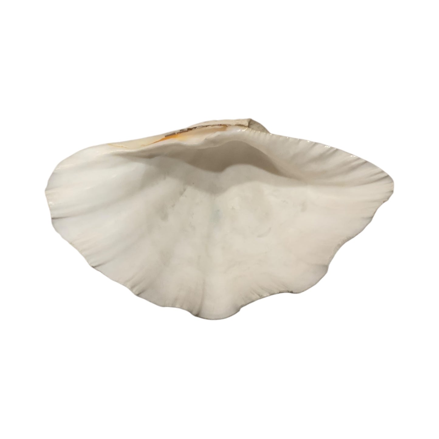 Conchiglia Abalone Svuota Tasche