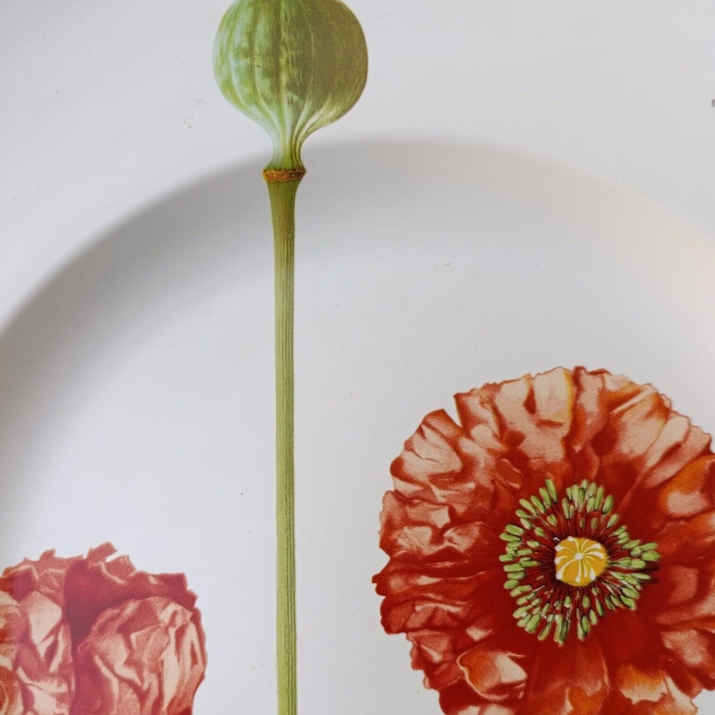 Piatto Villeroy Boch Flora Summerfield Grande